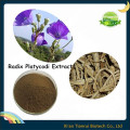 Extracto de Radix Platycodi, Extracto de Balloonflower, Extracto de Platycodon Grandiflorum